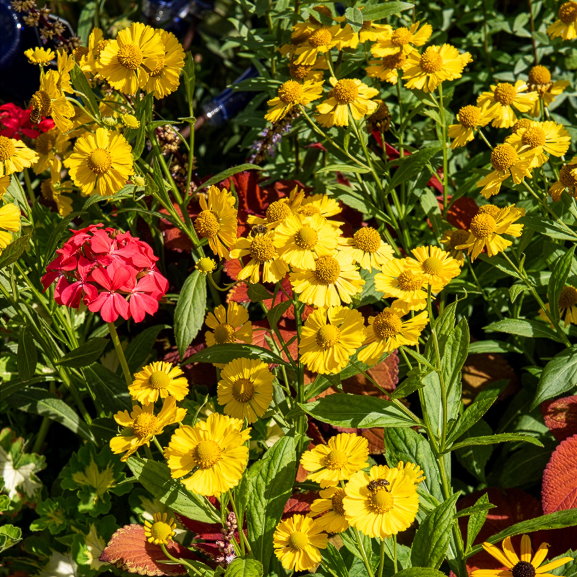 Bakker Plantes vivaces Hélénie Kanaria plante vivace pot 9cm jaune