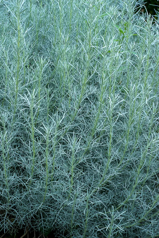 Passion Vivaces Artemisia abrotanum 'Argentea' armoise godet
