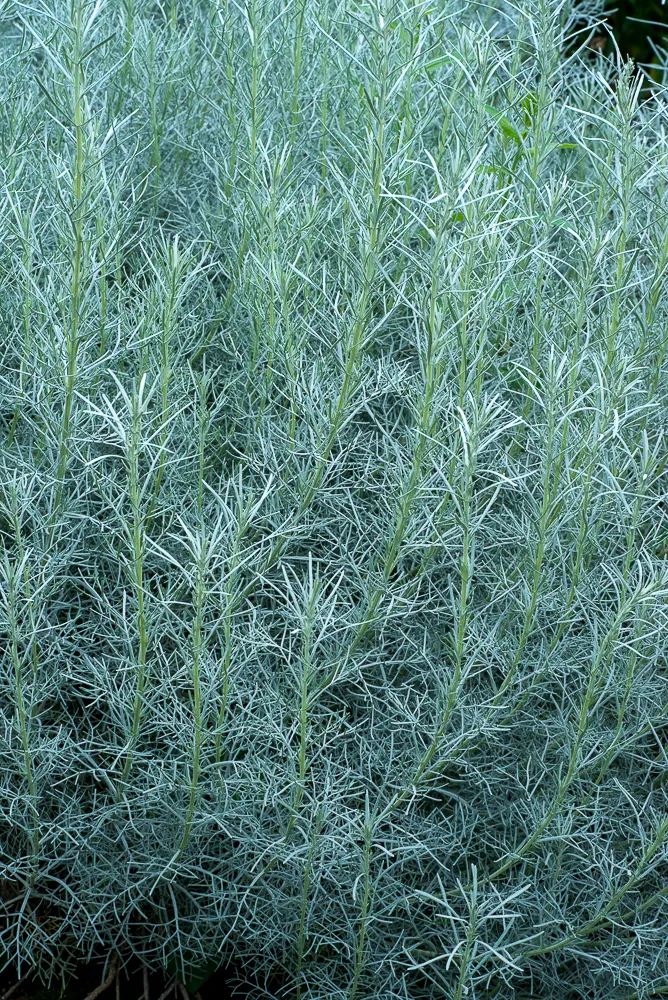 Passion Vivaces Artemisia abrotanum 'Argentea' armoise godet