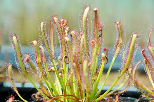 Carniflore Drosera capensis plante carnivore subtropicale fleur mauve
