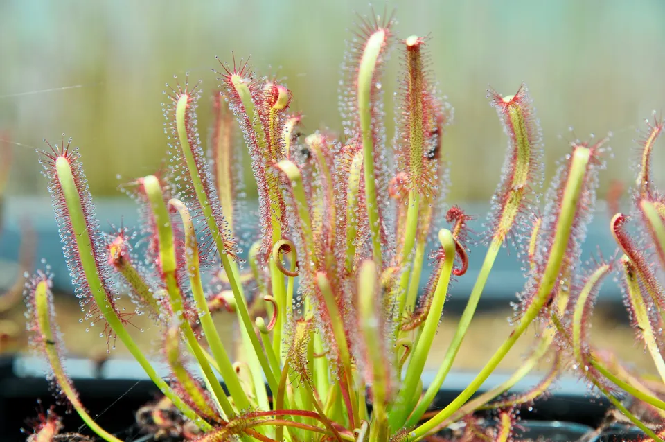 Carniflore Drosera capensis plante carnivore subtropicale fleur mauve