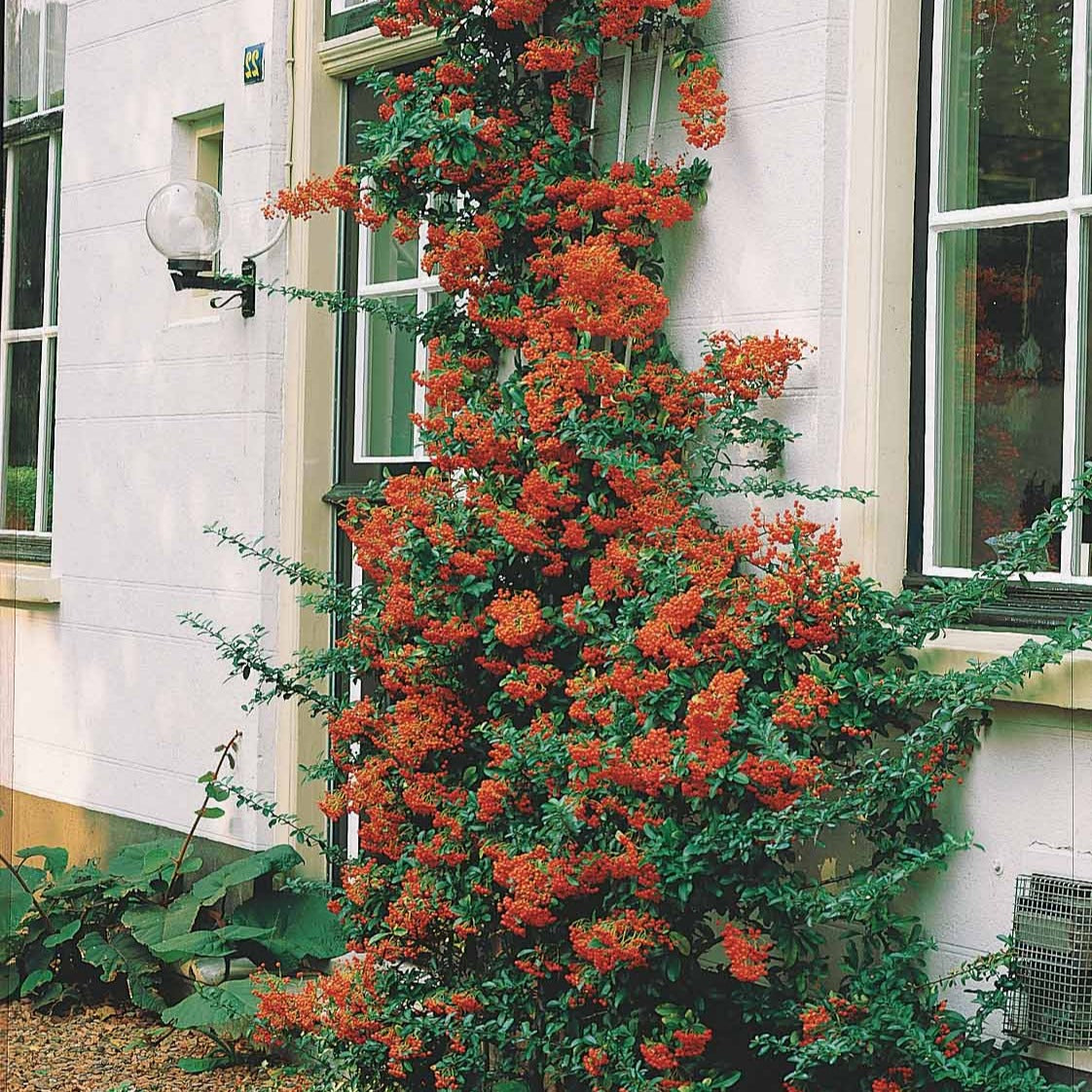 Bakker Pyracantha rouge arbuste pot Ø 9cm baies rouges