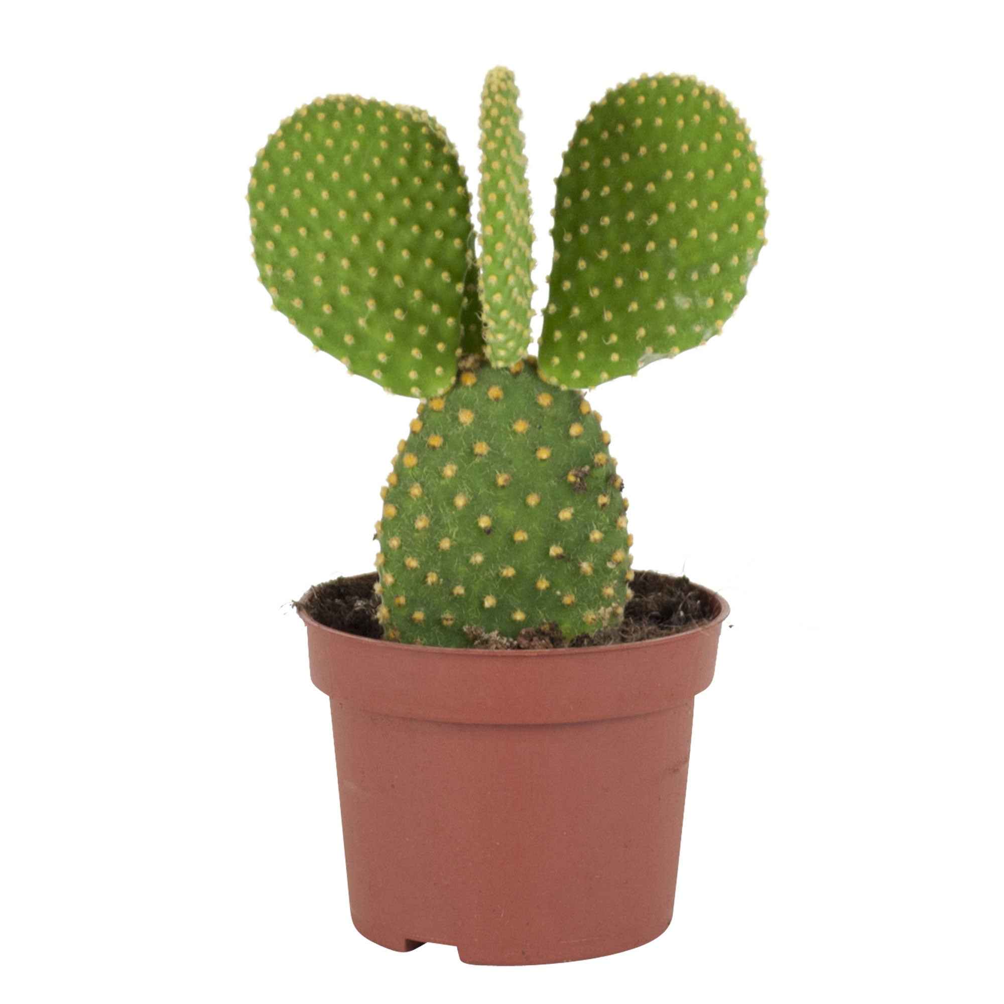 Bakker Cactus Opuntia Microdasys pot 12cm 20-25cm