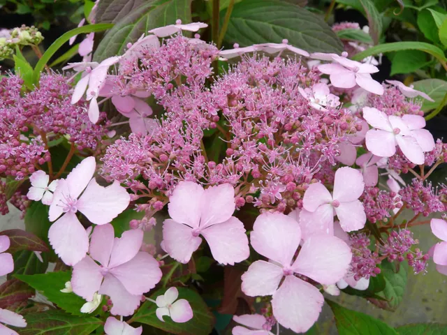 Les Hortensias du Haut Bois Akabana yama hortensia serrata godet
