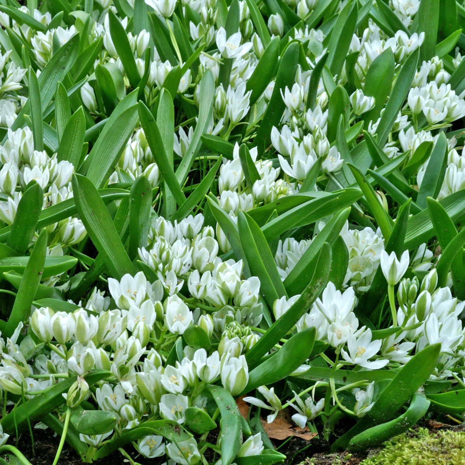 Bakker Ornithogale étoile de Bethléem 20 bulbes blancs