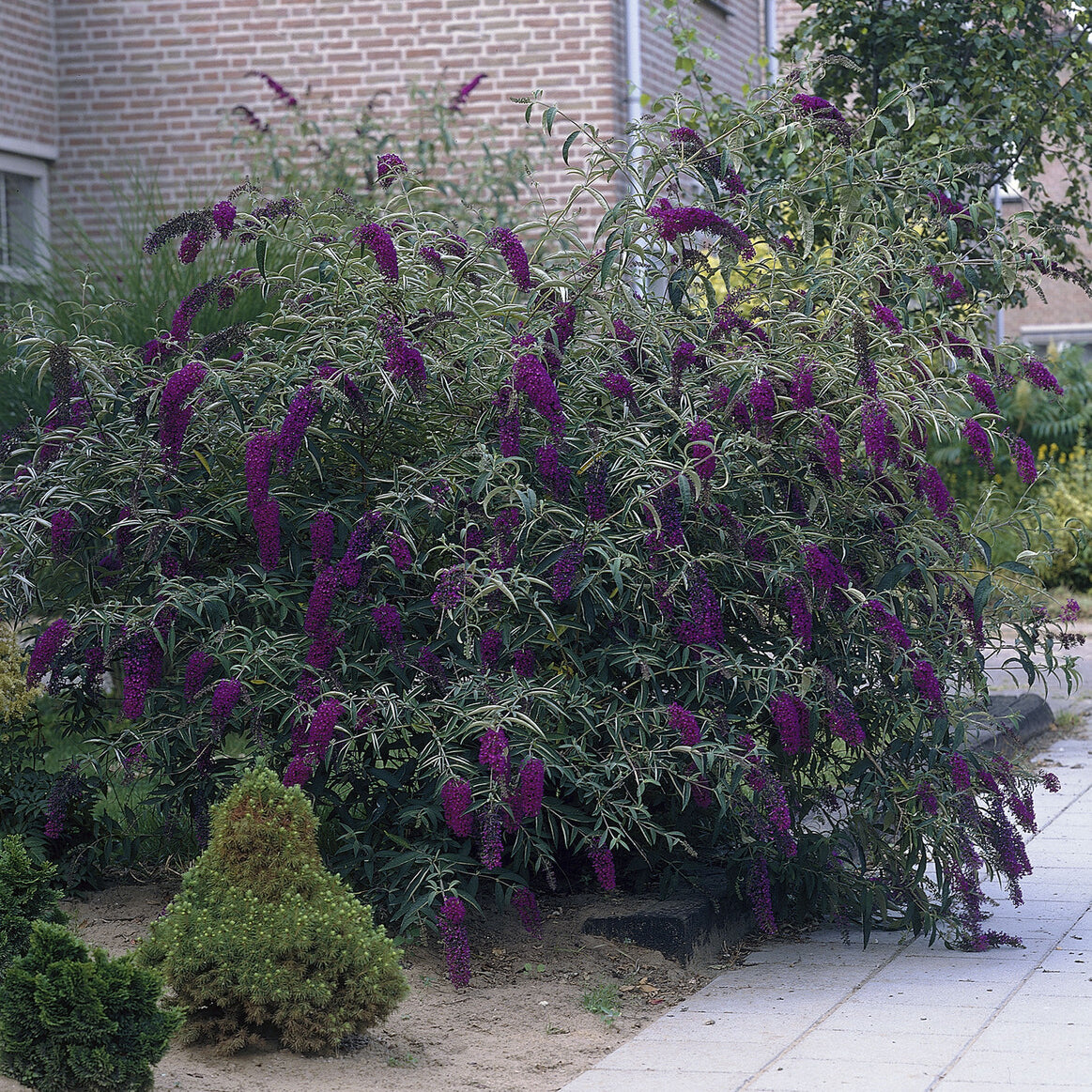 Bakker Arbre à papillons Black Knight violet godet Ø9cm