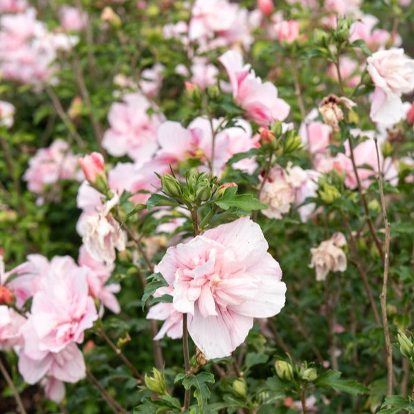 Bakker Hibiscus Pink Chiffon althéa pot 1,3L rose double