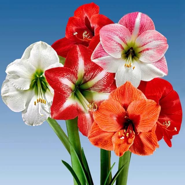Bakker Amaryllis mélange bulbe intérieur sachet 3 fleurs géantes