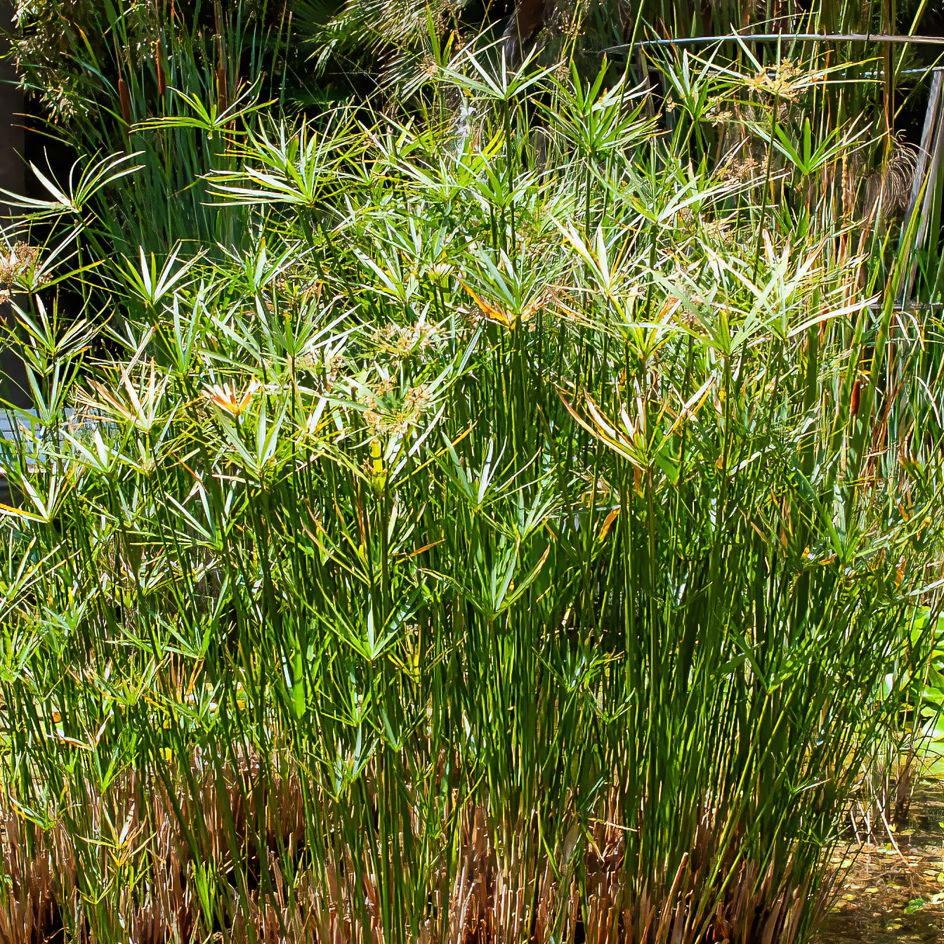Bakker Papyrus feuilles alternes plante bassin pot Ø 9cm 150cm