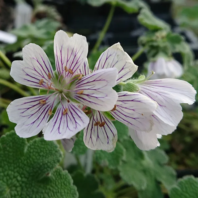 Passion Vivaces Geranium renardii vivace blanche sol sec pot 1L