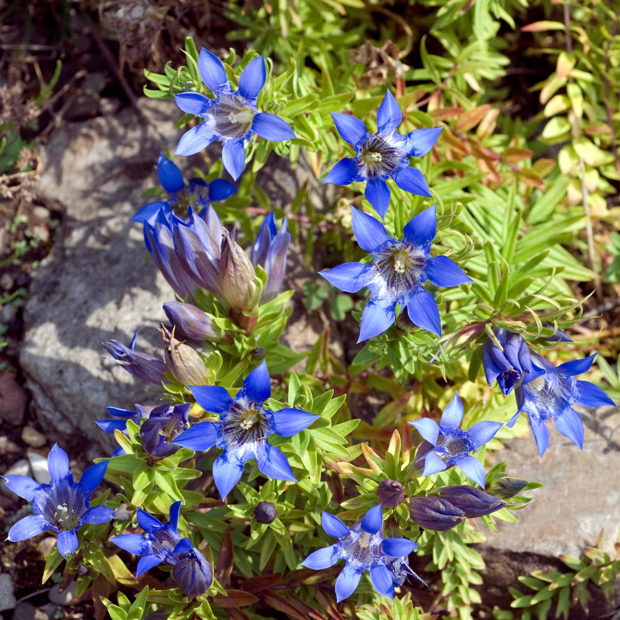 Bakker Gentiane chinoise d'automne vivace bleue 2 pots Ø9cm
