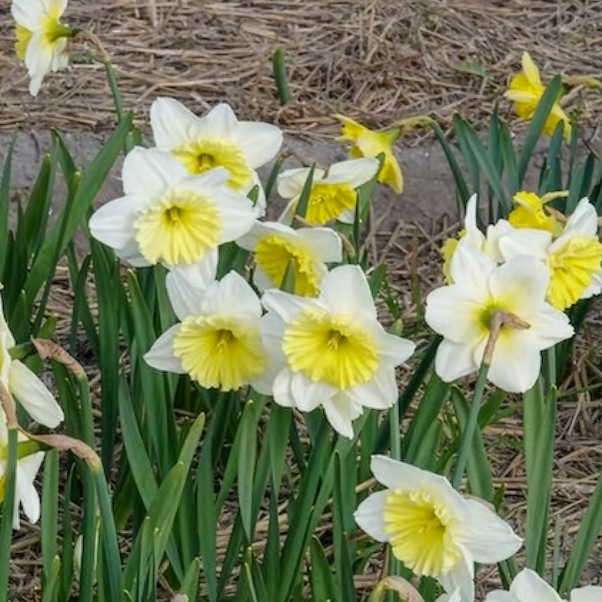 Bakker Narcisses Ice Follies bulbes x5 blanc 14-16cm