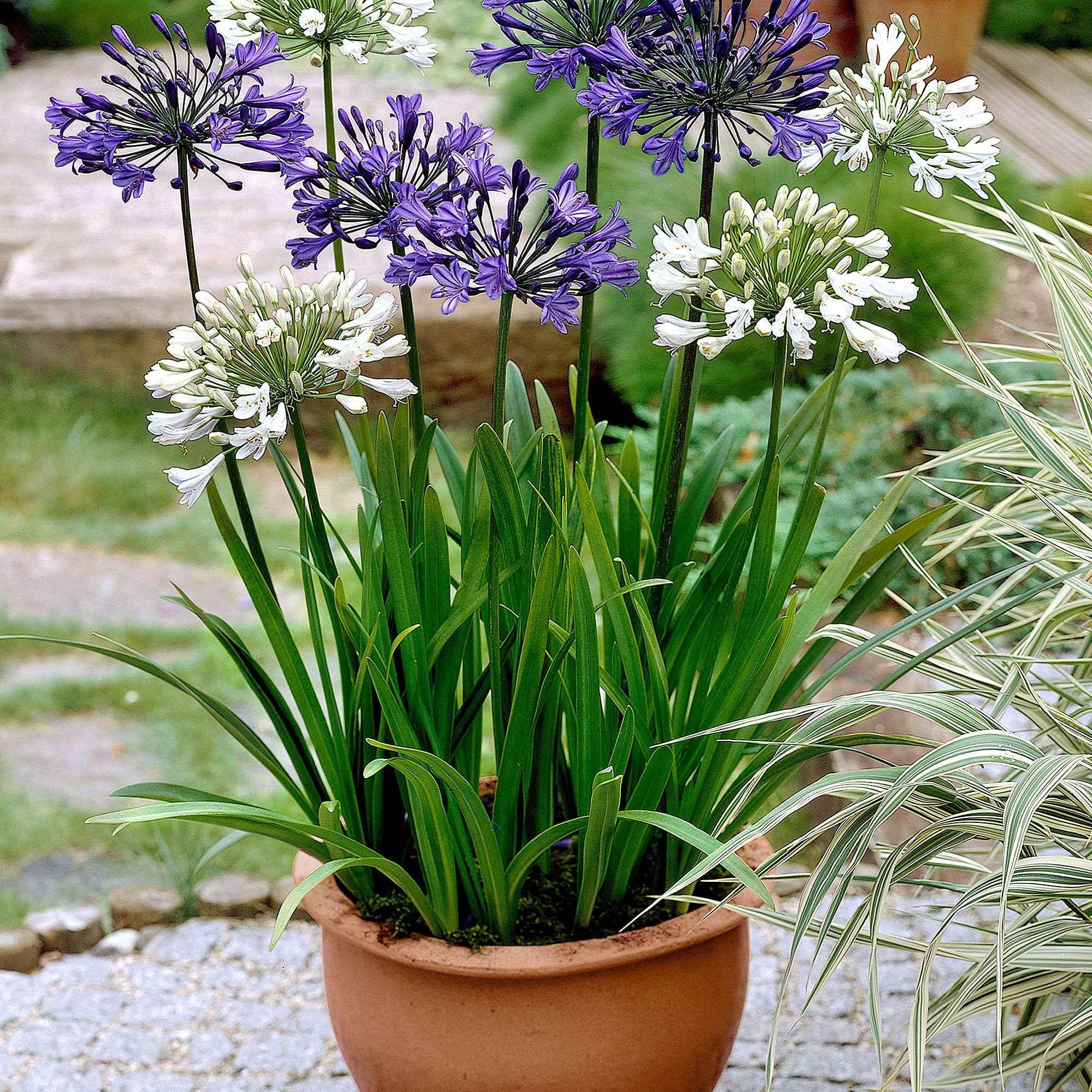 Bakker Agapanthes violettes blanche vivace lot 3 racines