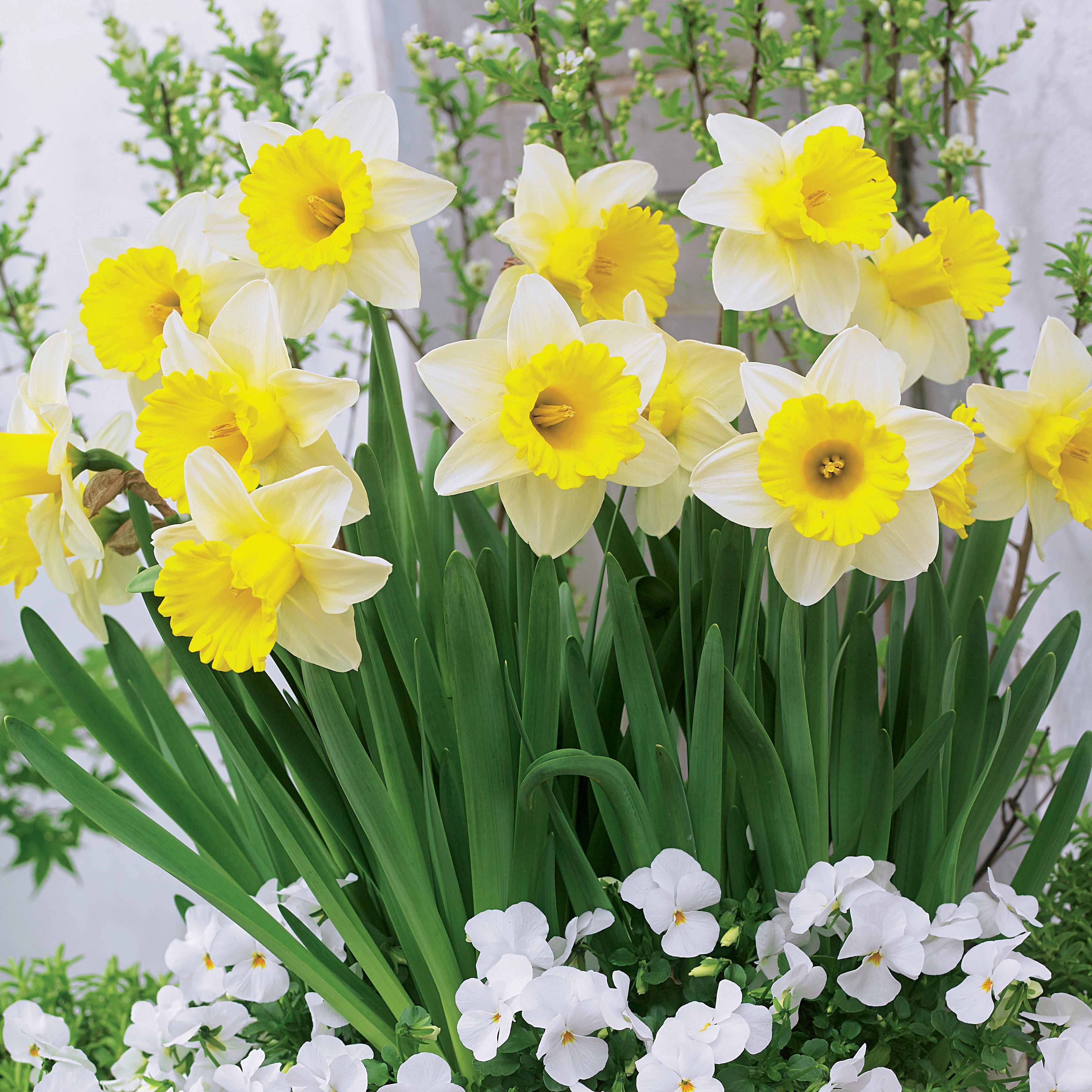 Bakker Goblet narcisse sachet 10 bulbes blanc jaune