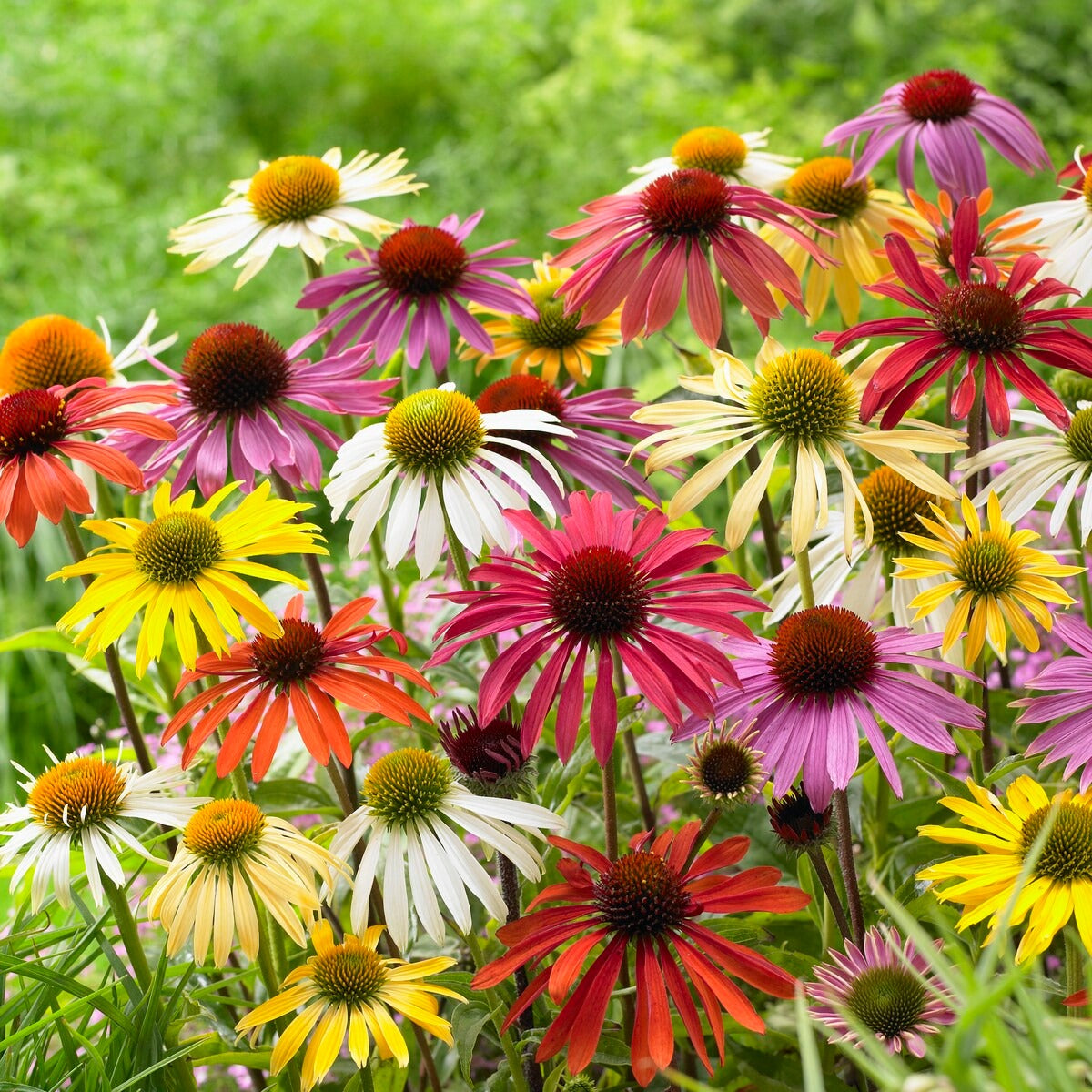 Bakker 5 Marguerites papillon vivaces racines nues mélange