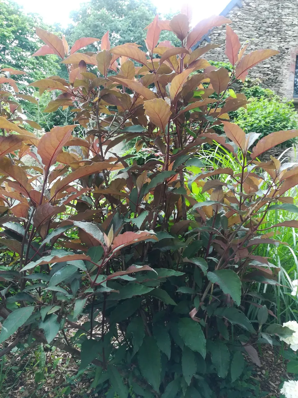 Les Hortensias du Haut Bois Dark Leaf hortensia aspera godet