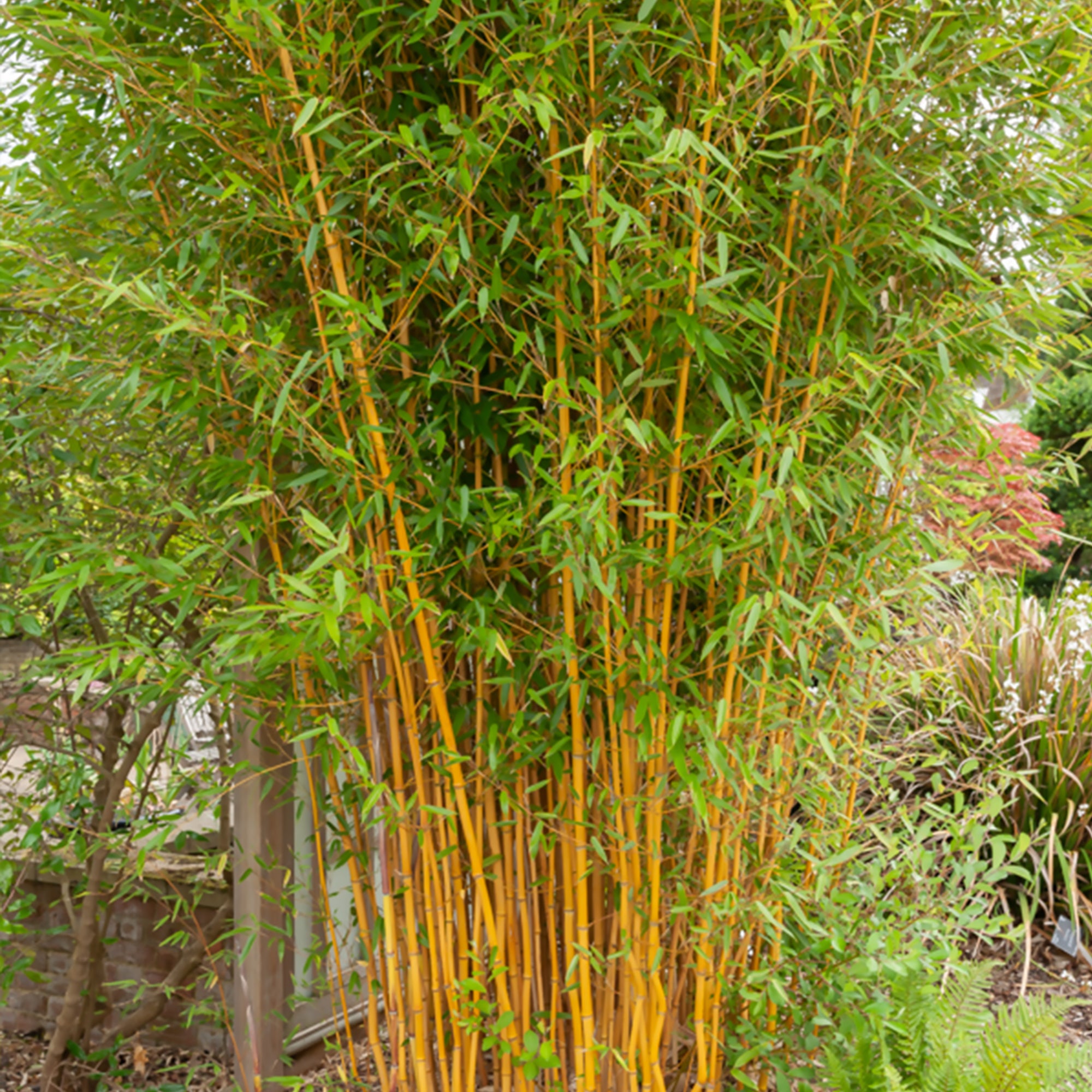 Bakker 3 Bambous vert jaune rouge pots 40-50cm haie