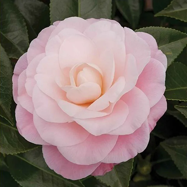 Bakker Nuccio's Cameo camélia pot Ø9cm rose