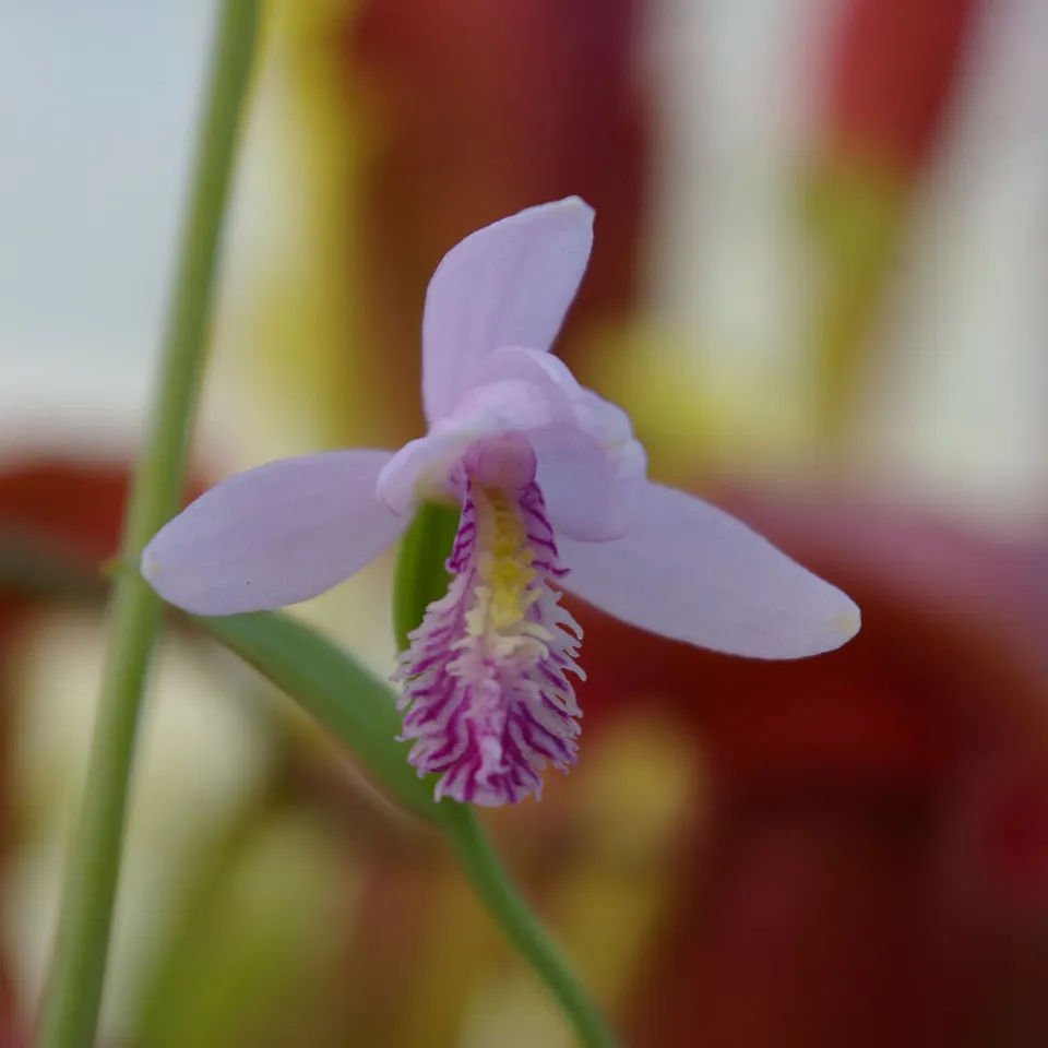 Carniflore Pogonia ophioglossoïdes orchidée de tourbière godet