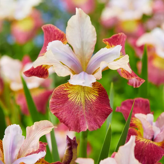 Bakker Iris de Sibérie Sugar Rush 3 racines vivace
