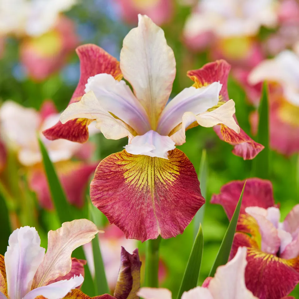 Bakker Iris de Sibérie Sugar Rush 3 racines vivace