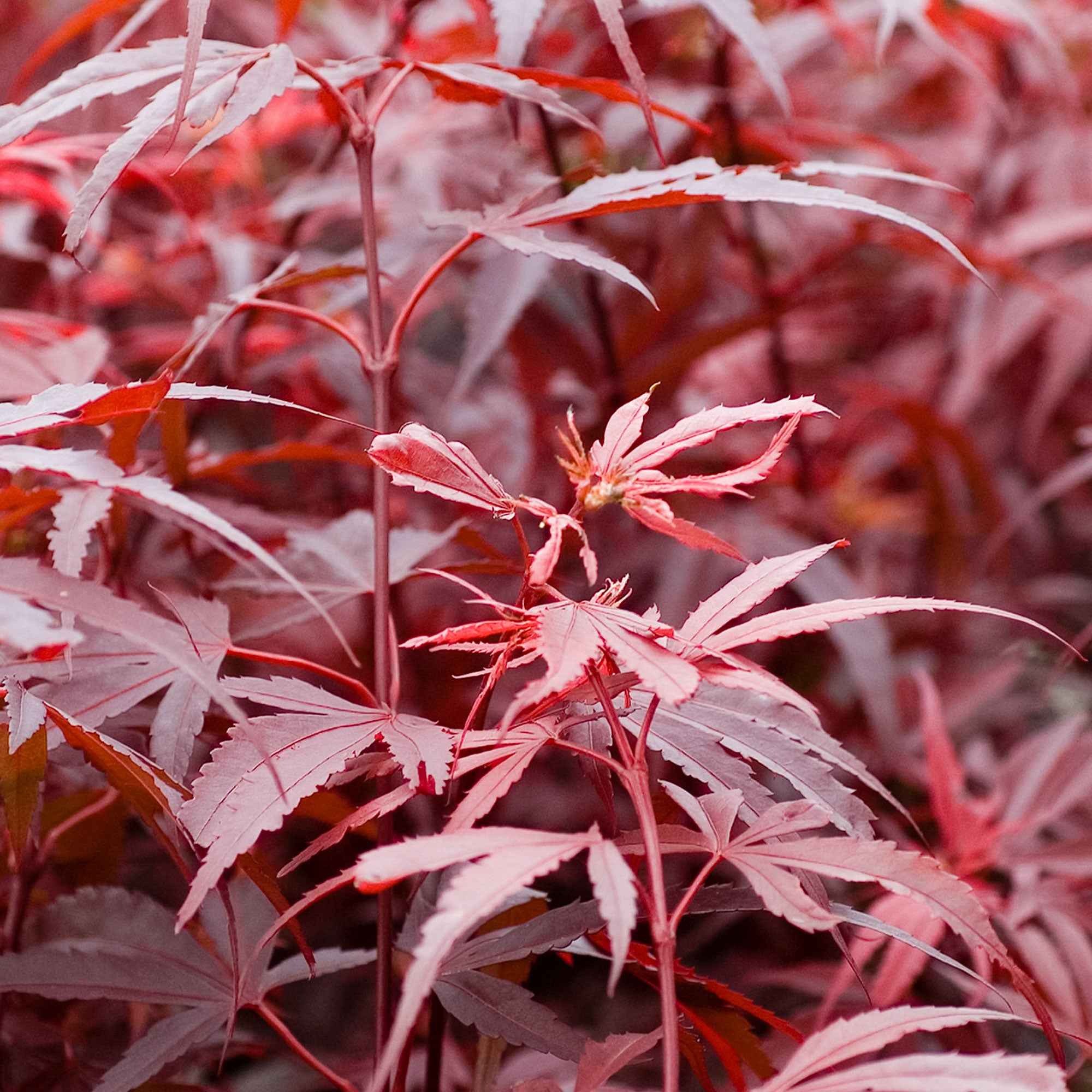 Bakker Érable du Japon Shaina arbuste pot 2L 20-30cm rouge