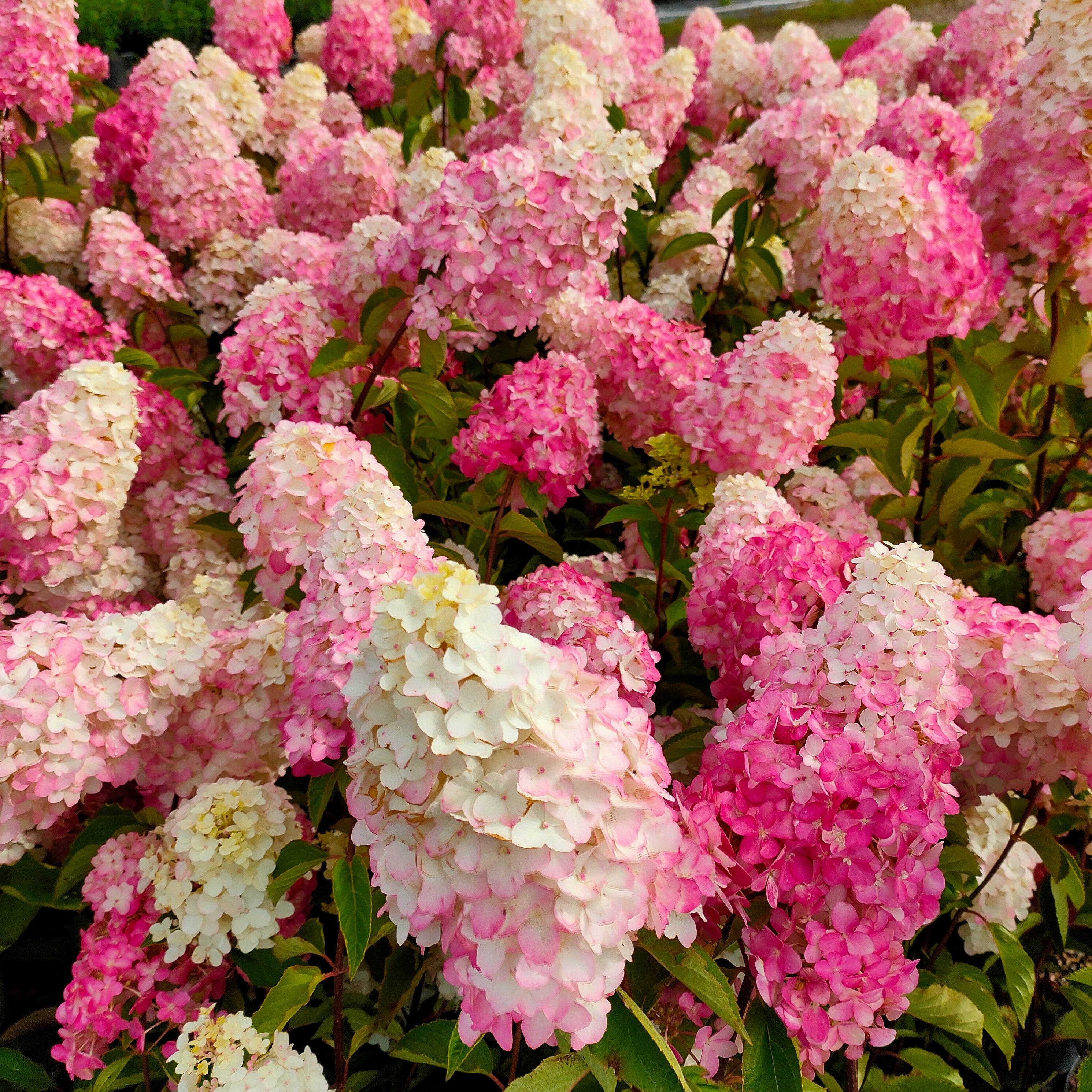 Bakker Fraise Melba Renba hortensia pot 1,3L 20-25cm