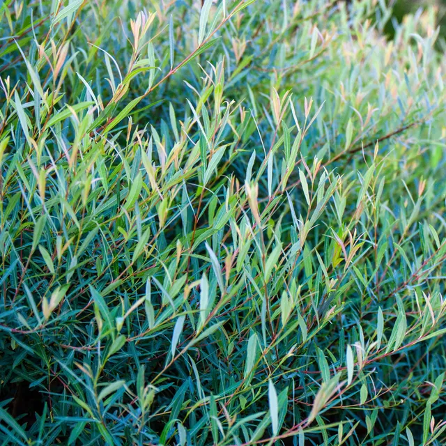 Bakker Osier pourpre Salix purpurea arbuste pot 2L 60-80cm
