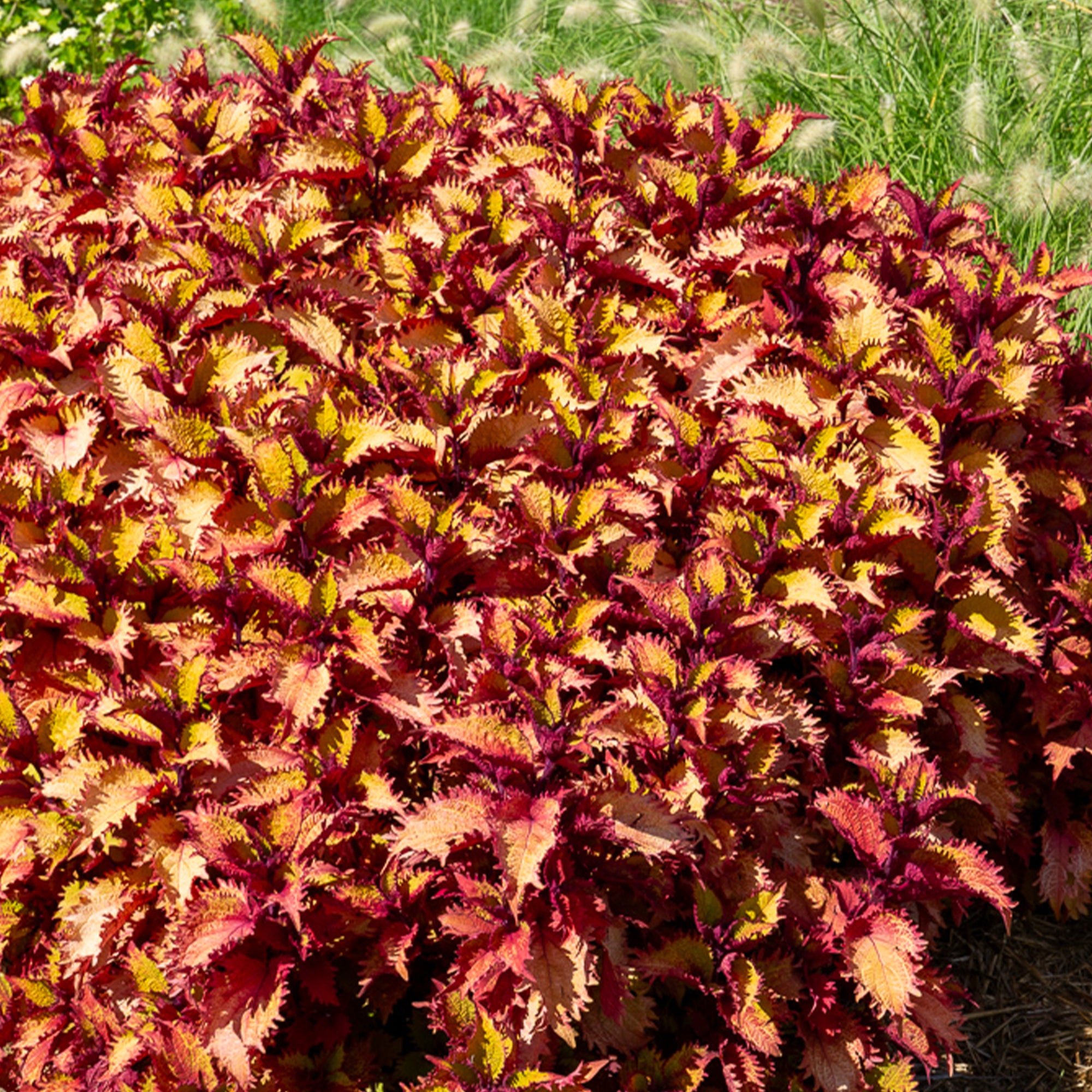 Bakker Henna coleus pot Ø 10,5 cm feuillage cuivré