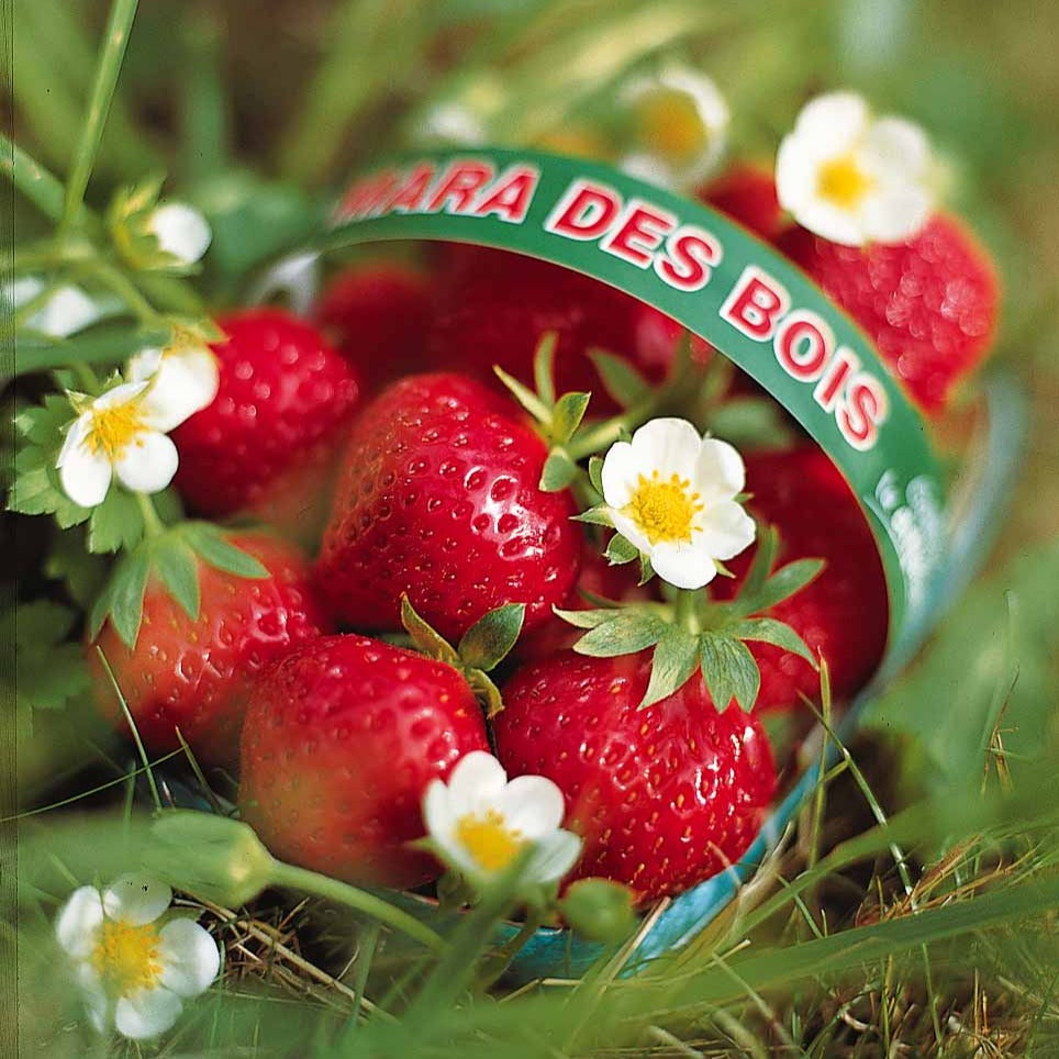 Bakker Fruitiers Fraisiers Mara des Bois 20 racines nues remontant