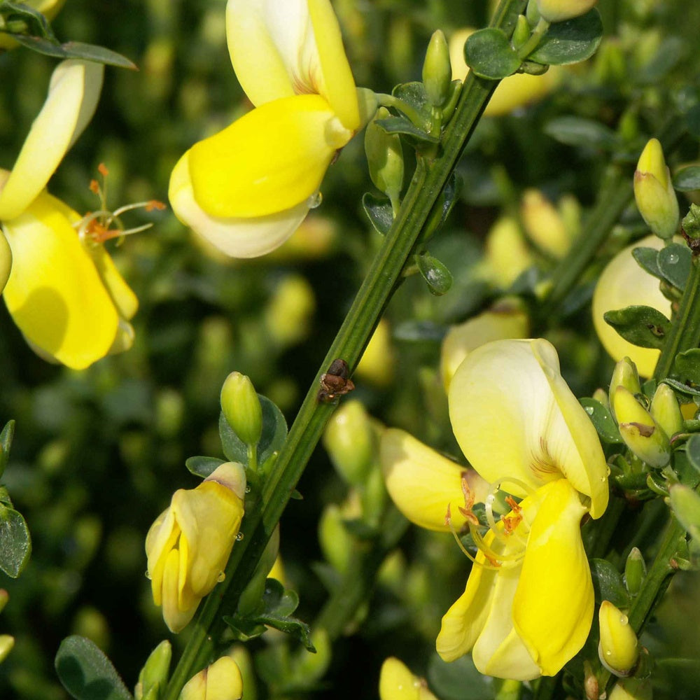 Bakker Luna Genêt à balais pot 3L fleurs jaunes