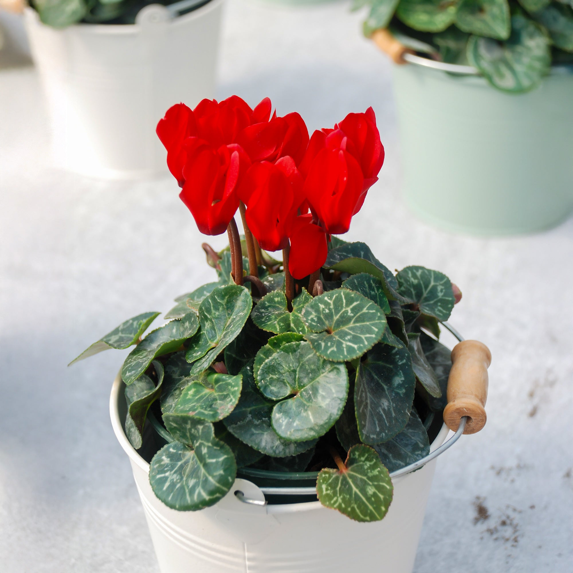 Bakker Cyclamens rouges 3 pots 10.5cm fleur hiver