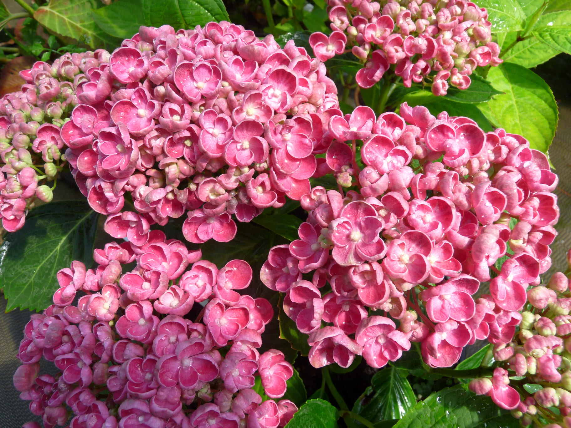 Les Hortensias du Haut Bois Hop corn hortensia boule godet