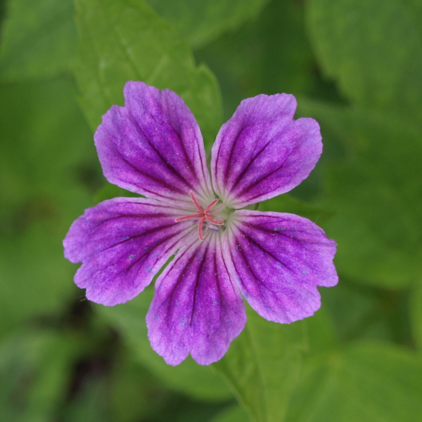 Passion Vivaces GERANIUM nodosum Whiteleaf vivace godet rose