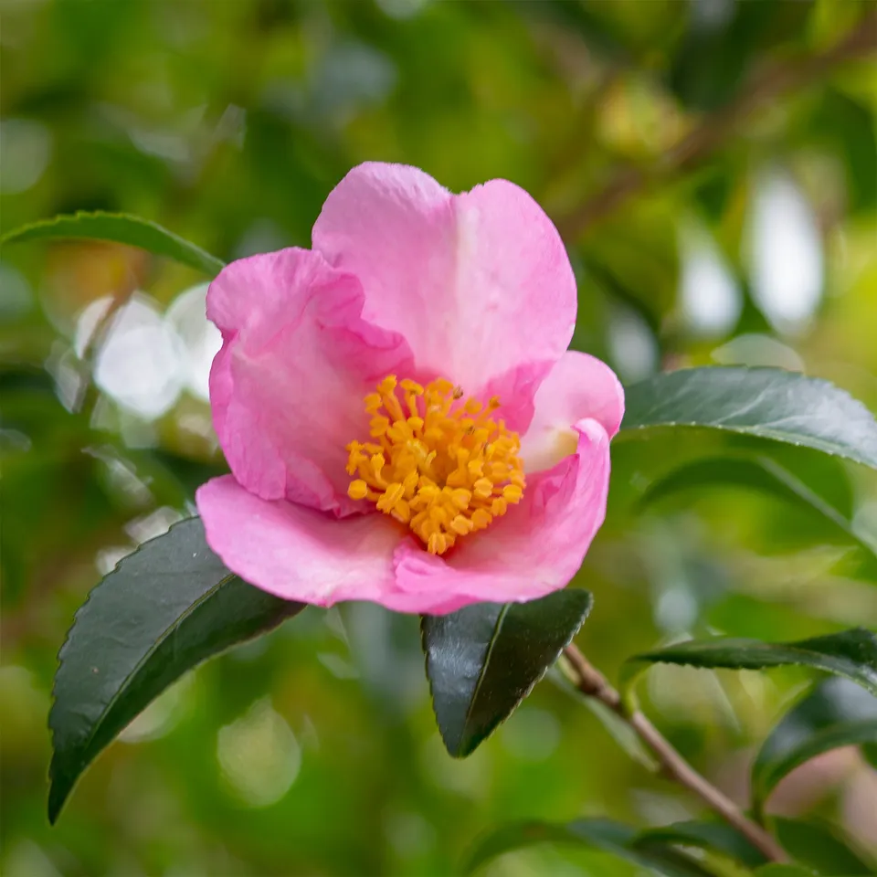 Bakker Camélia d'automne Sasanqua rose pot 3L 40-50cm