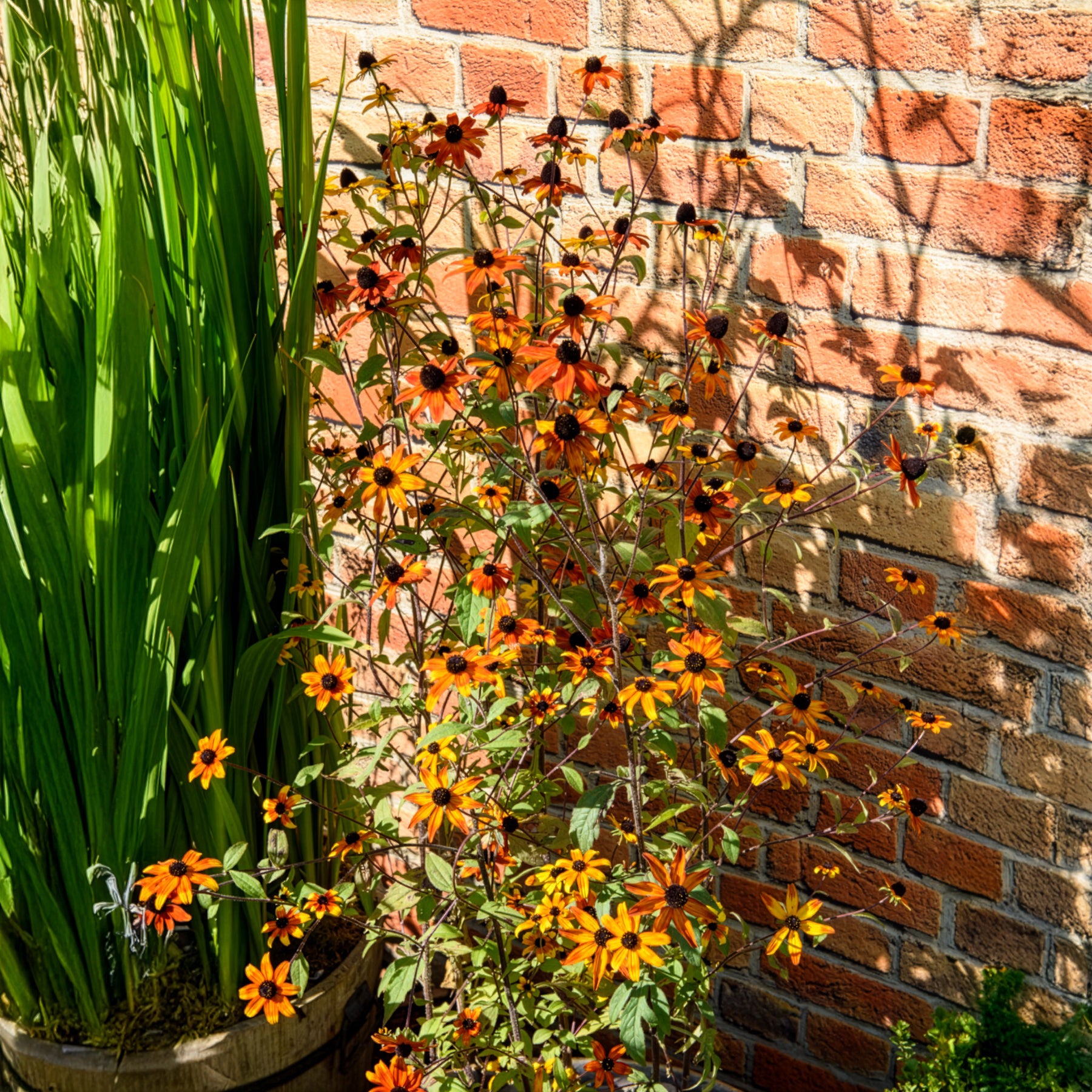 Bakker Rudbeckia Prairie Glow orange pot 9cm soleil