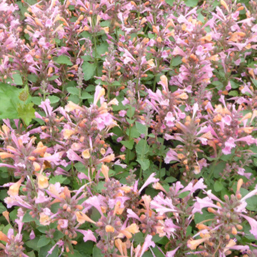 Bakker Agastache Kudos Ambrosia vivace rose pot 8cm parfumée