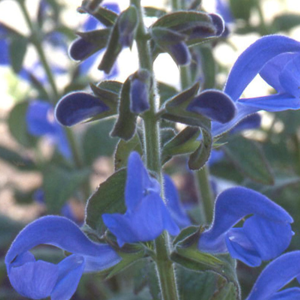 Bakker Sauge gentiane plante vivace pot 8cm bleue
