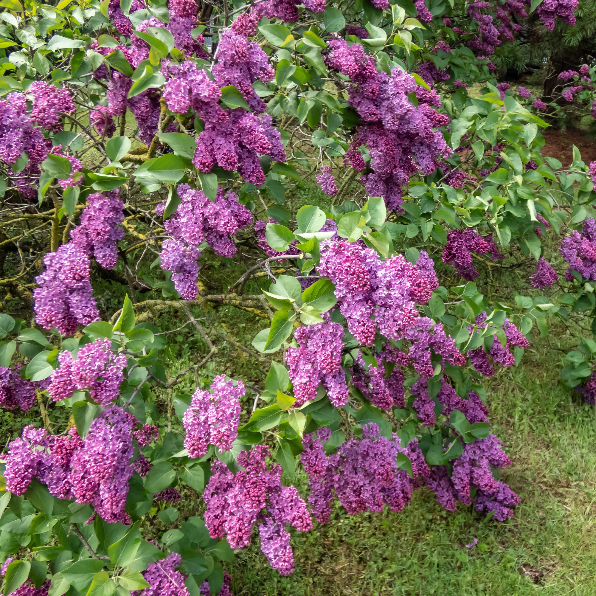 Bakker Haie Fleurie Parfumée 12 arbustes 15-20cm floraison 8 mois