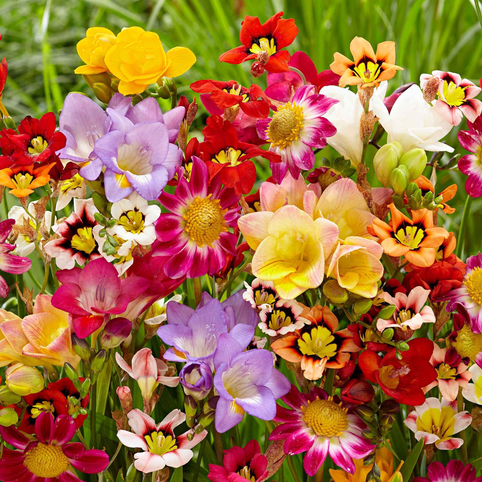 Bakker Bulbes fleurs d'été mélange sachet 30 bulbes
