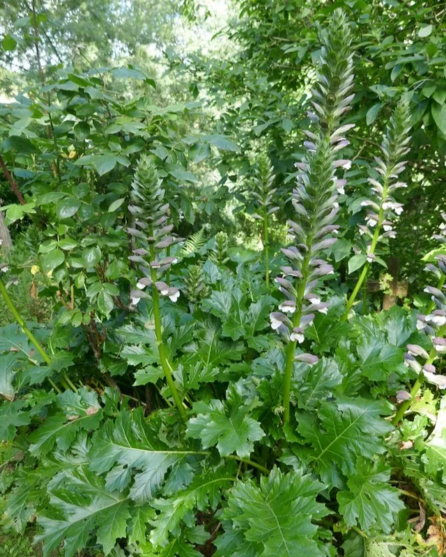 Passion Vivaces Acanthus mollis plante vivace feuillage persistant