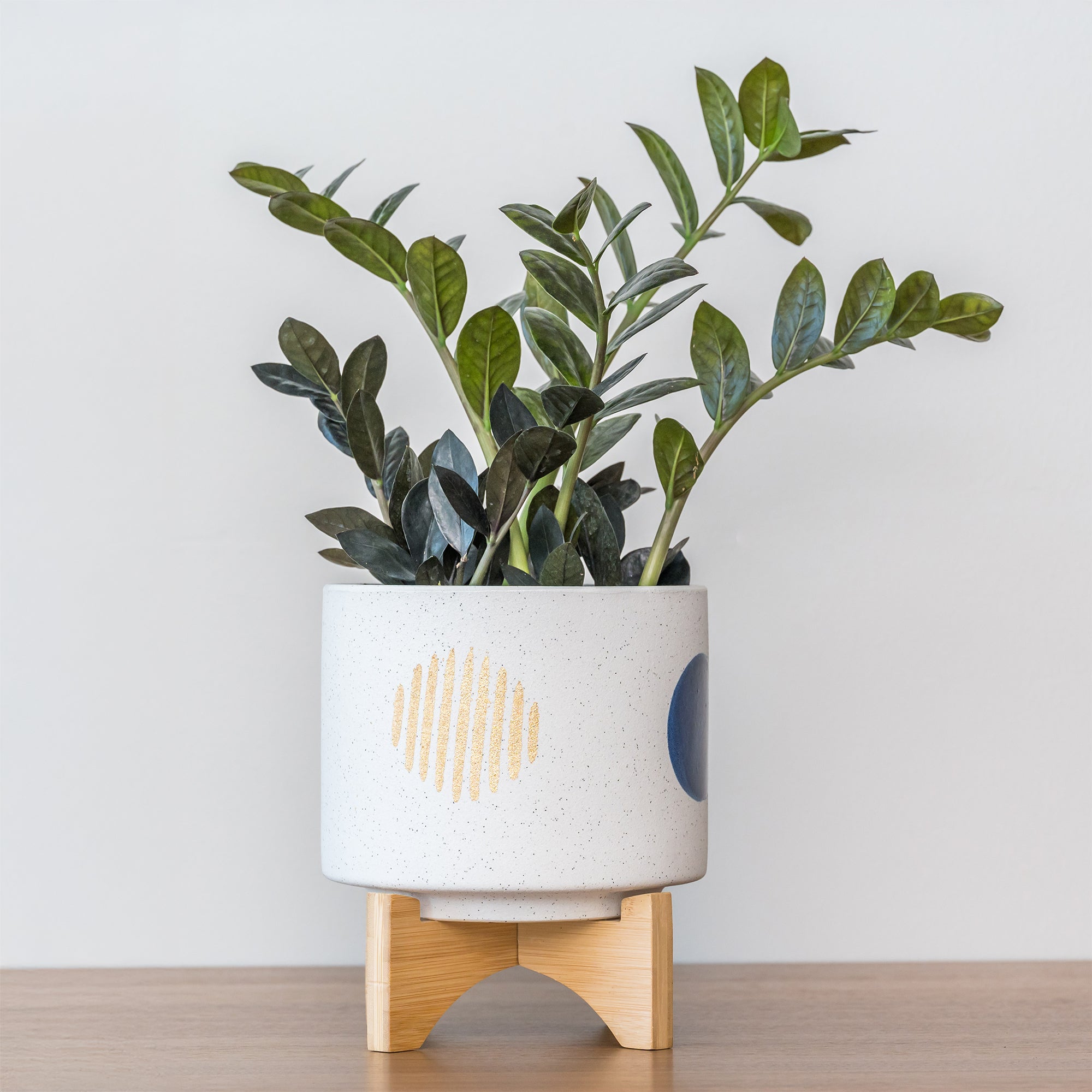 Bakker Zamioculcas Raven plante intérieur noire Ø14cm