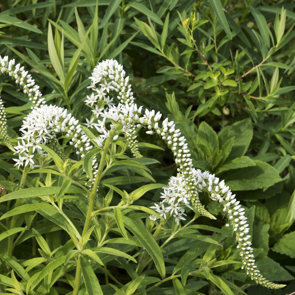 Bakker Lysimaque de Chine vivace pot Ø9cm fleurs blanches
