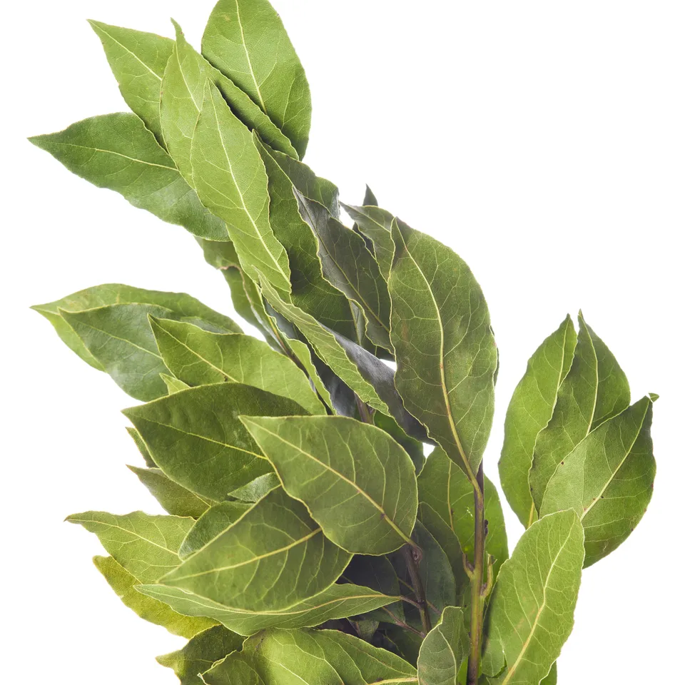Bakker Laurier sauce plant Ø13cm aromatique