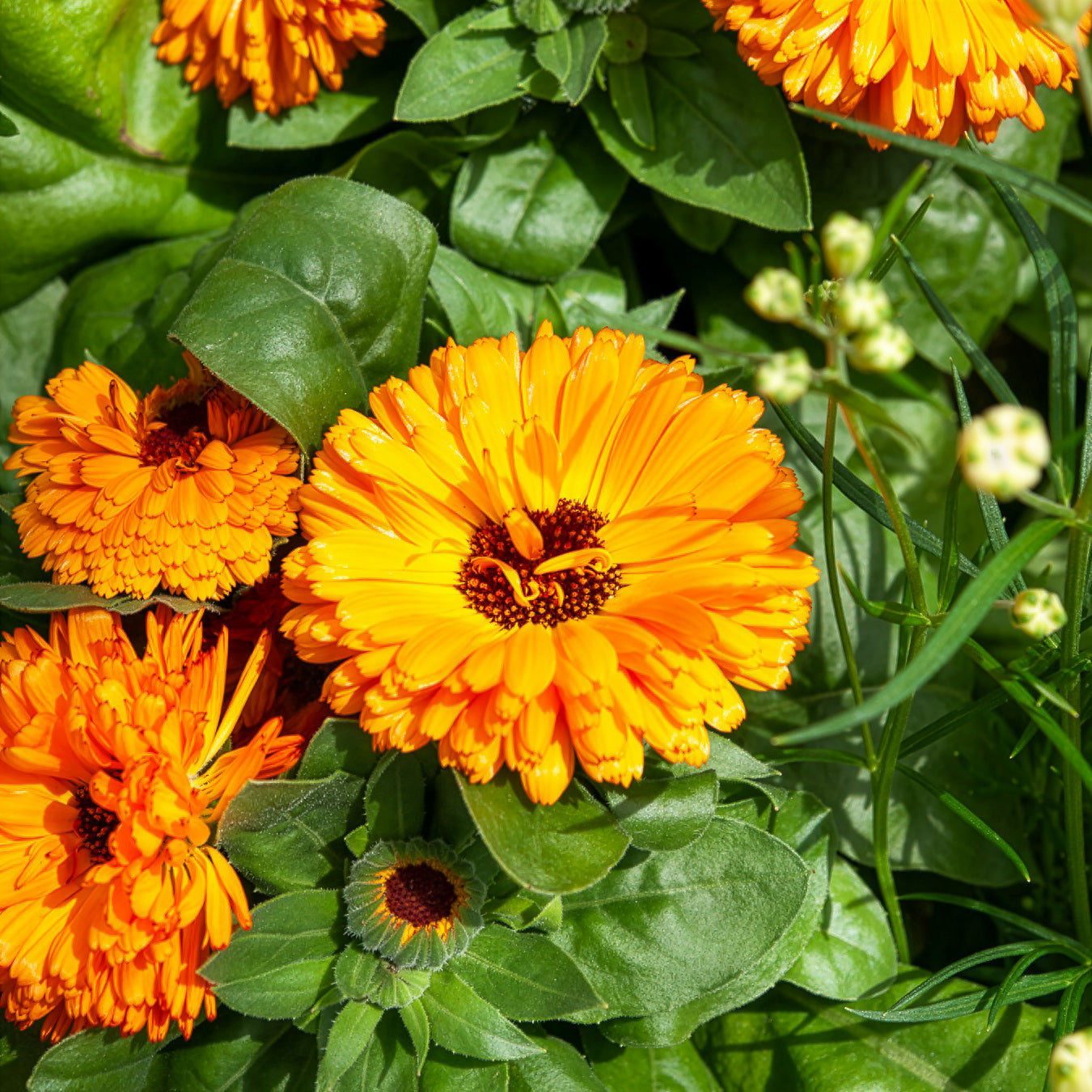 Bakker Orange Gitana souci double orange sachet 0,6 g
