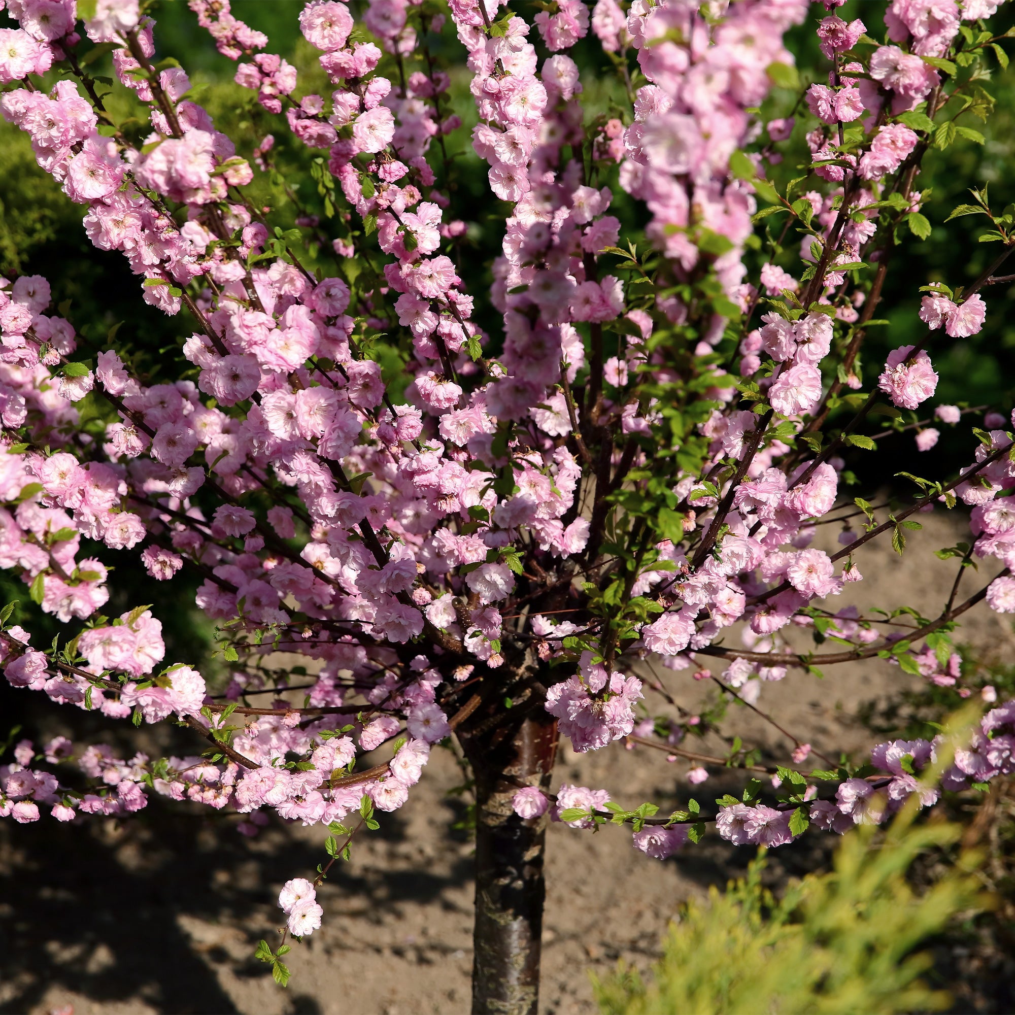 Bakker Amandier à Fleurs sur Tige pot 3L tige 60cm rose