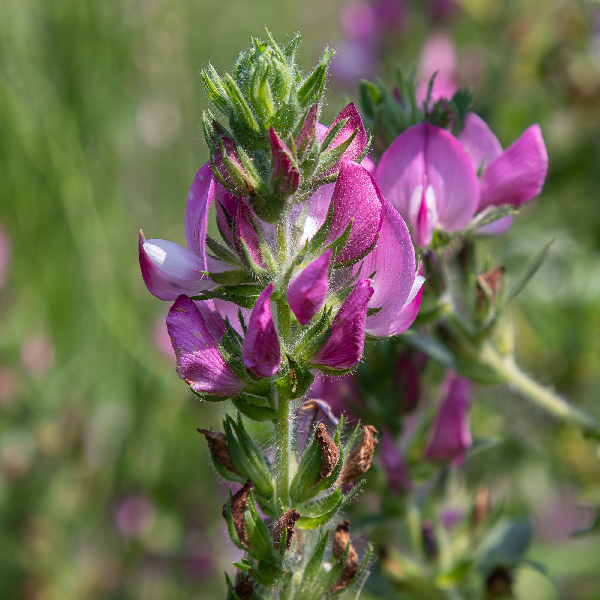 Bakker Bugrane épineuse vivace pot Ø 9cm fleurs roses
