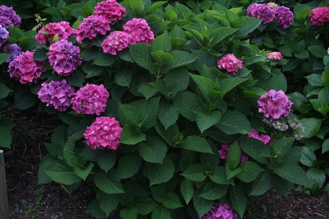 Les Hortensias du Haut Bois Bosco hortensia macrophylla godet