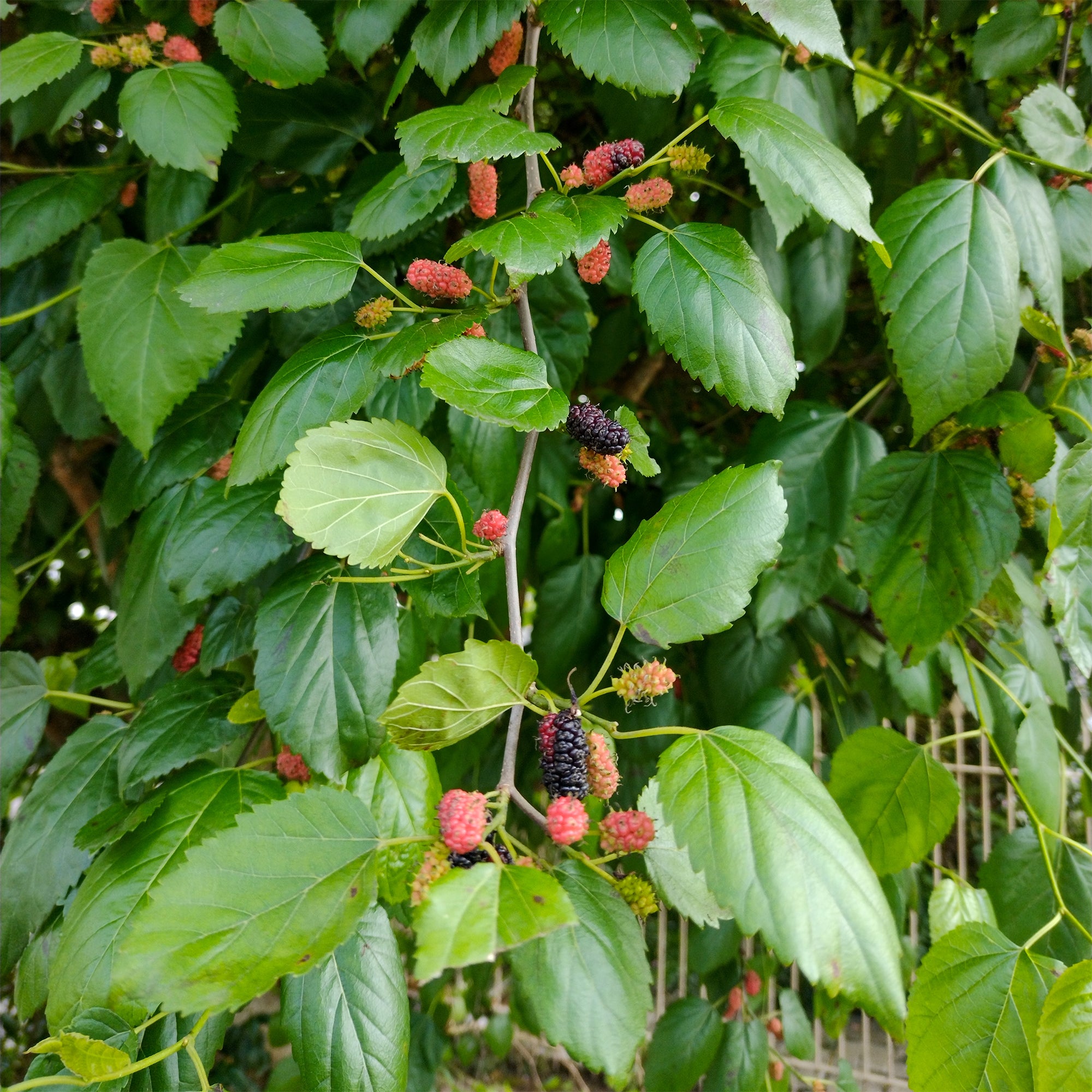 Bakker Mûrier noir Morus nigra pot 2L 60-80cm fruitier