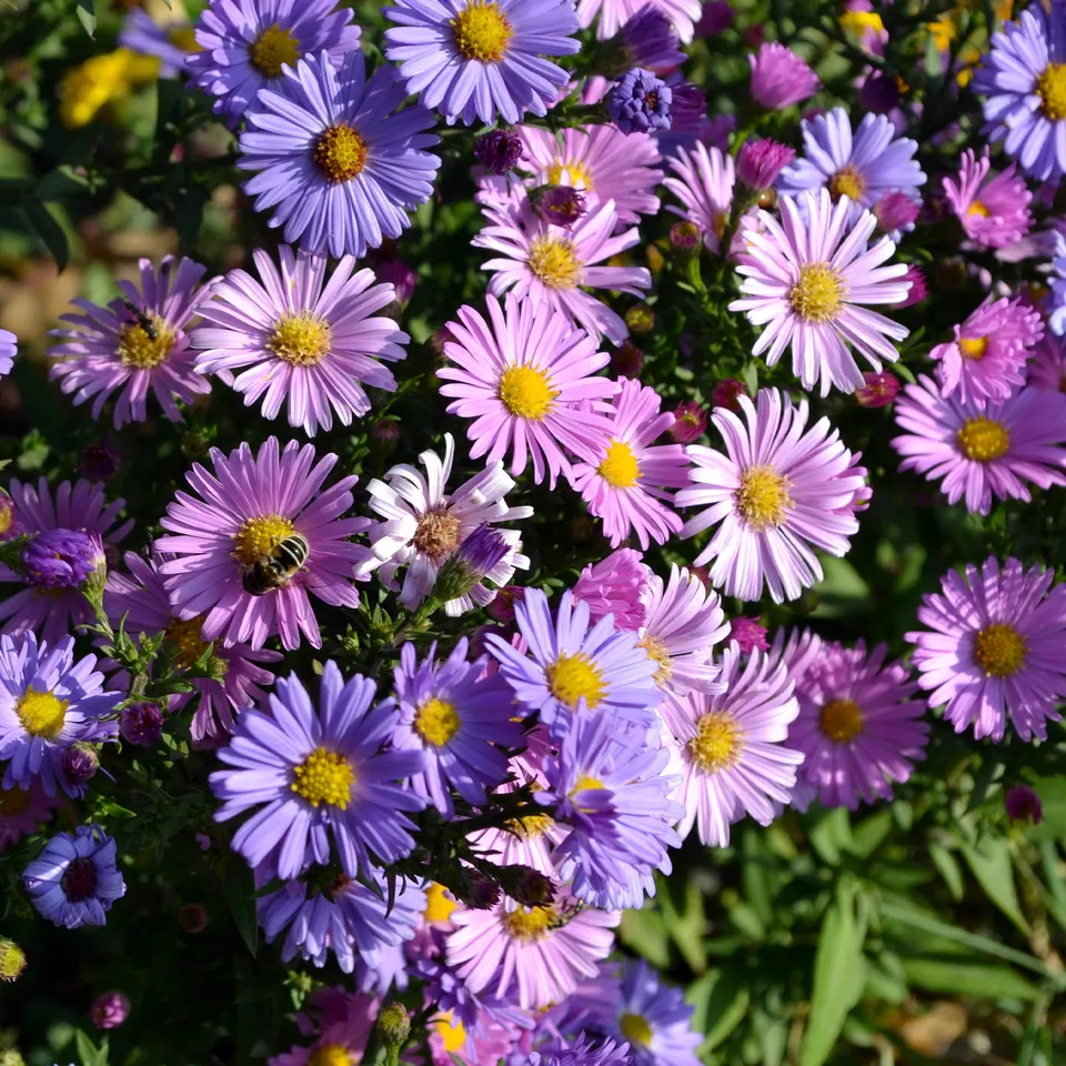 Bakker Aster alpinus mélange graines vivace sachet 0,2g floraison